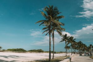 Palm trees on a Florida beach
